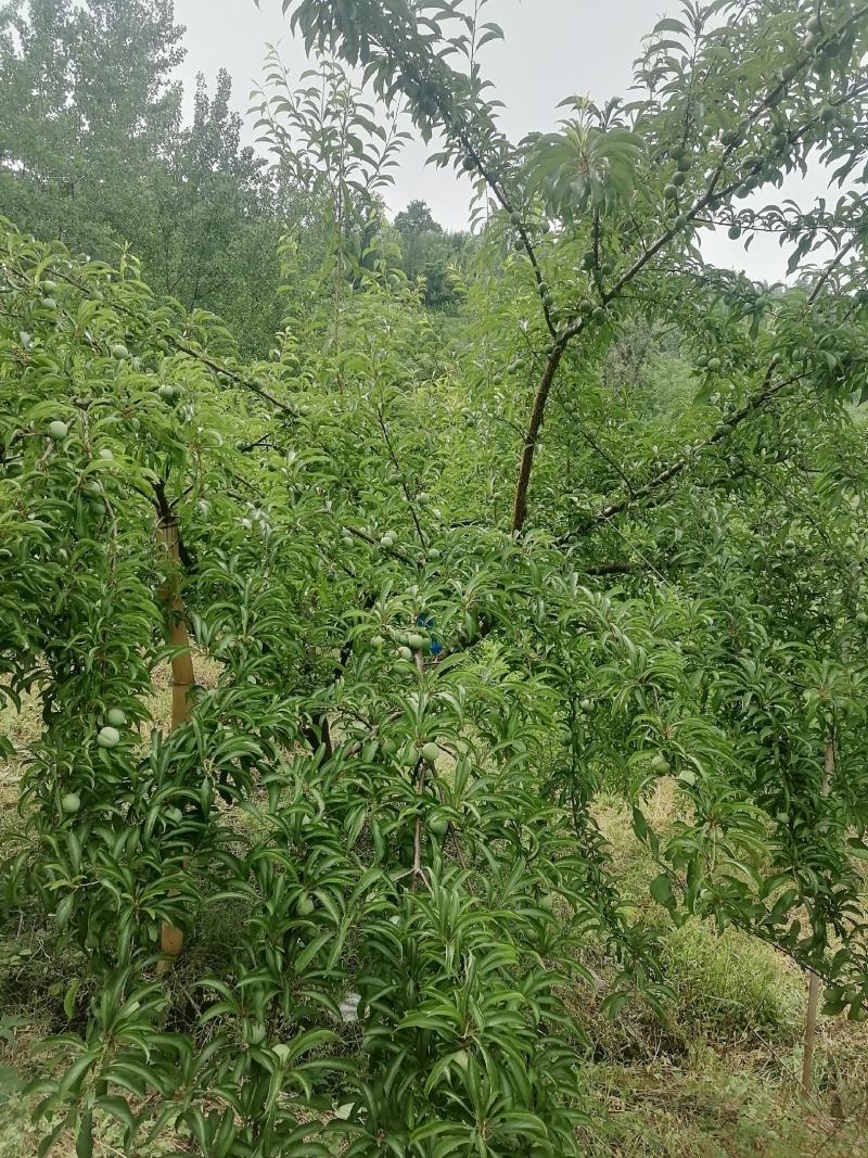 蜂糖李