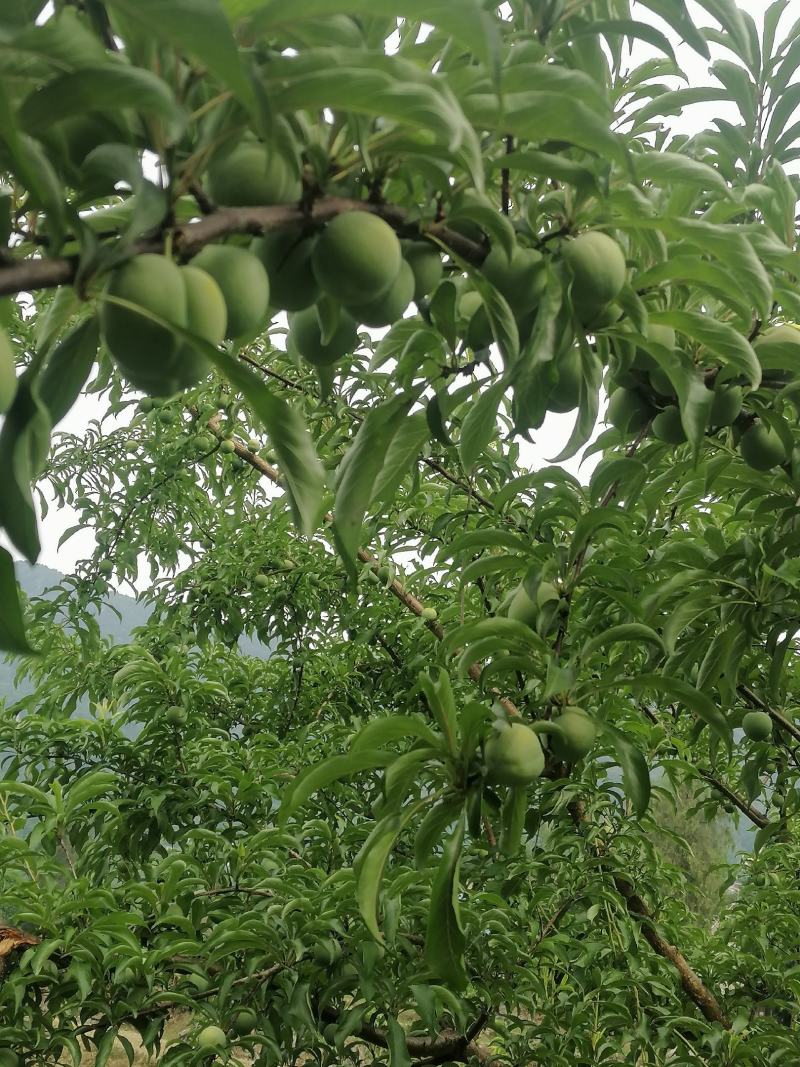 蜂糖李