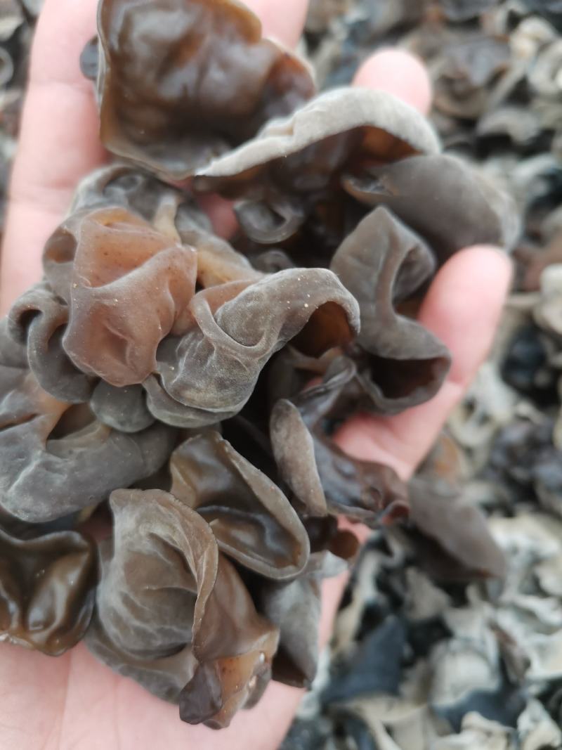 头茬黑木耳大筋黑木耳超高泡发率黑厚头茬水发货