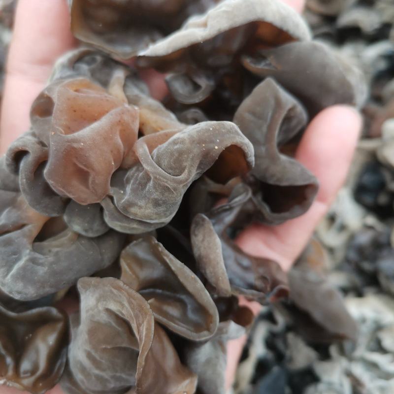头茬黑木耳大筋黑木耳超高泡发率黑厚头茬水发货
