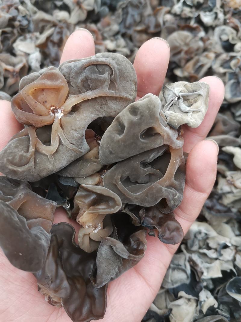 头茬黑木耳大筋黑木耳超高泡发率黑厚头茬水发货