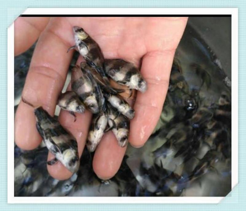 重庆精品胭脂鱼渔场直供全国发货欢迎来电咨询