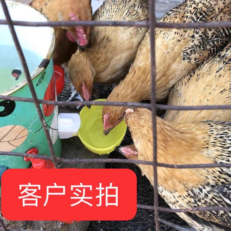鸡用自动饮水器鸡鸭鸽子饮水碗喝水碗雏鸡鸟用饮水器鸡鹌鹑饮