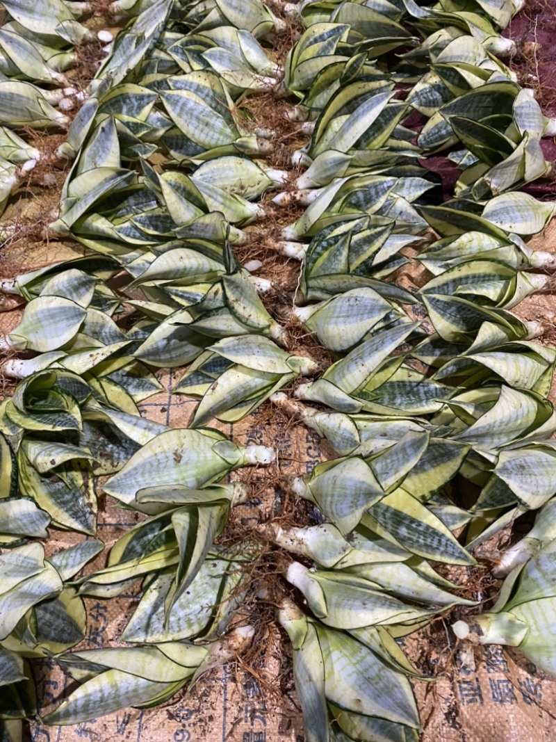 哈尼虎皮兰