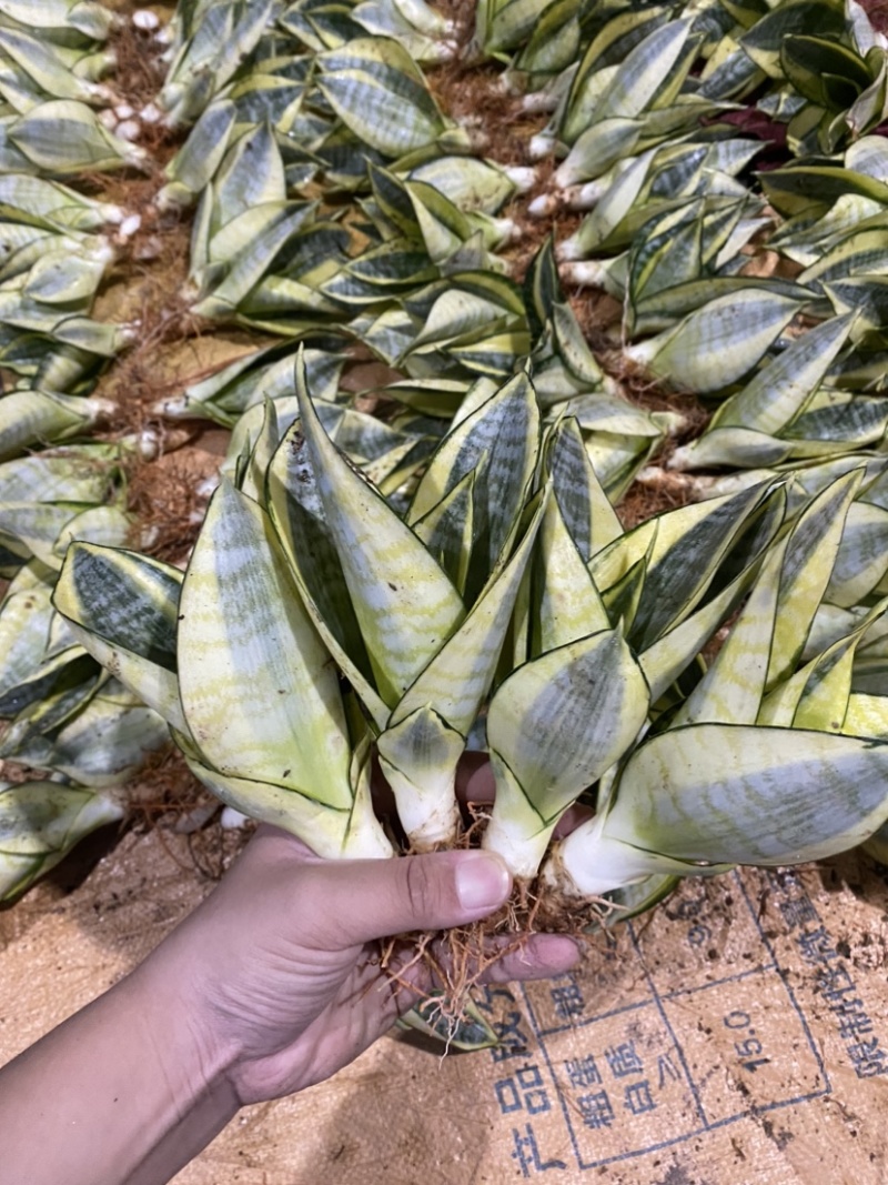 哈尼虎皮兰