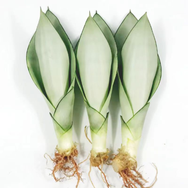白玉虎皮兰