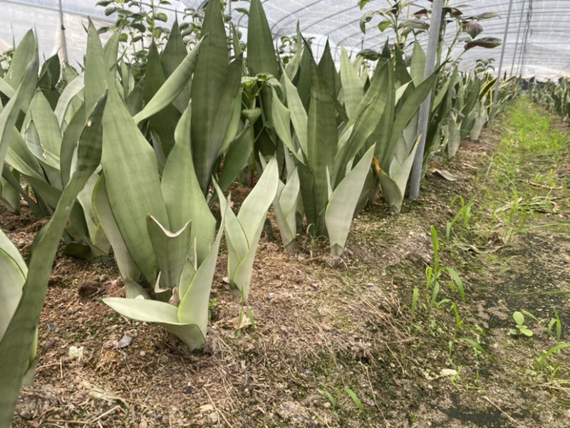 白玉虎皮兰