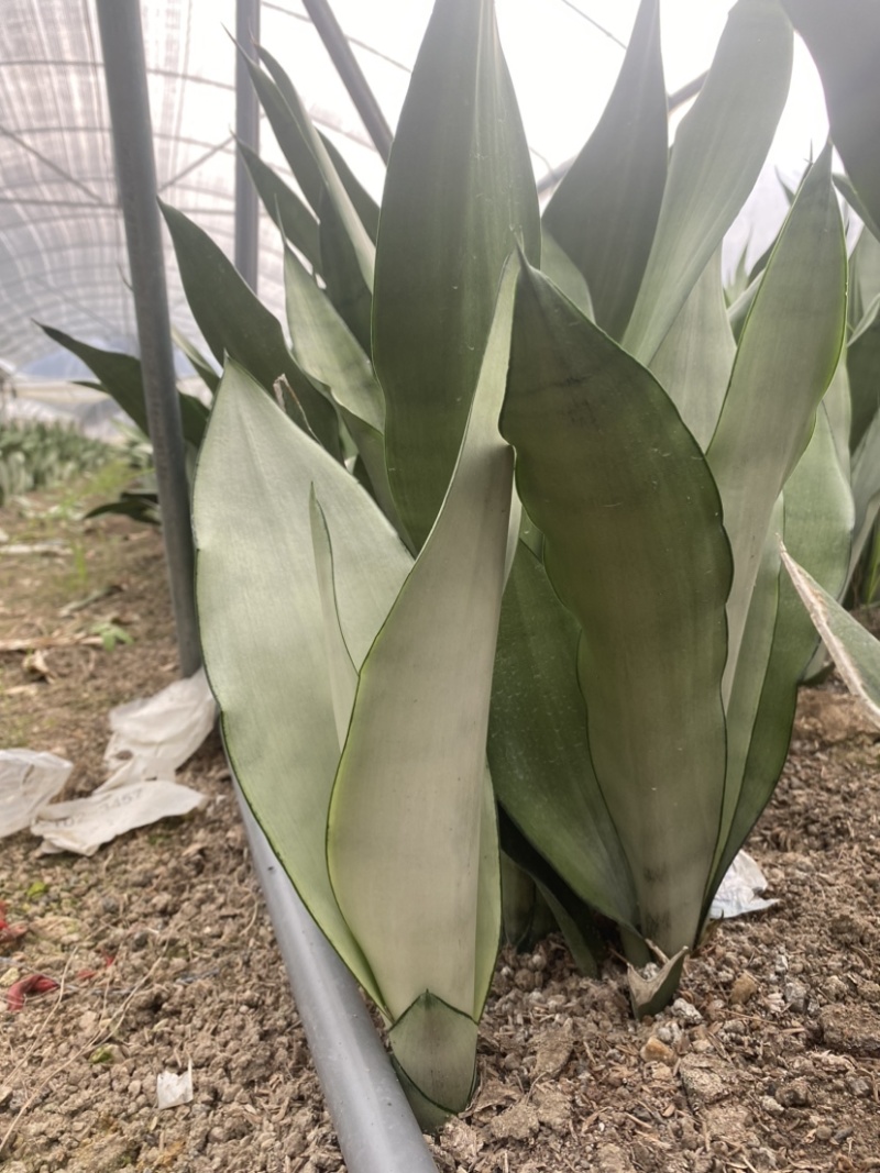 白玉虎皮兰