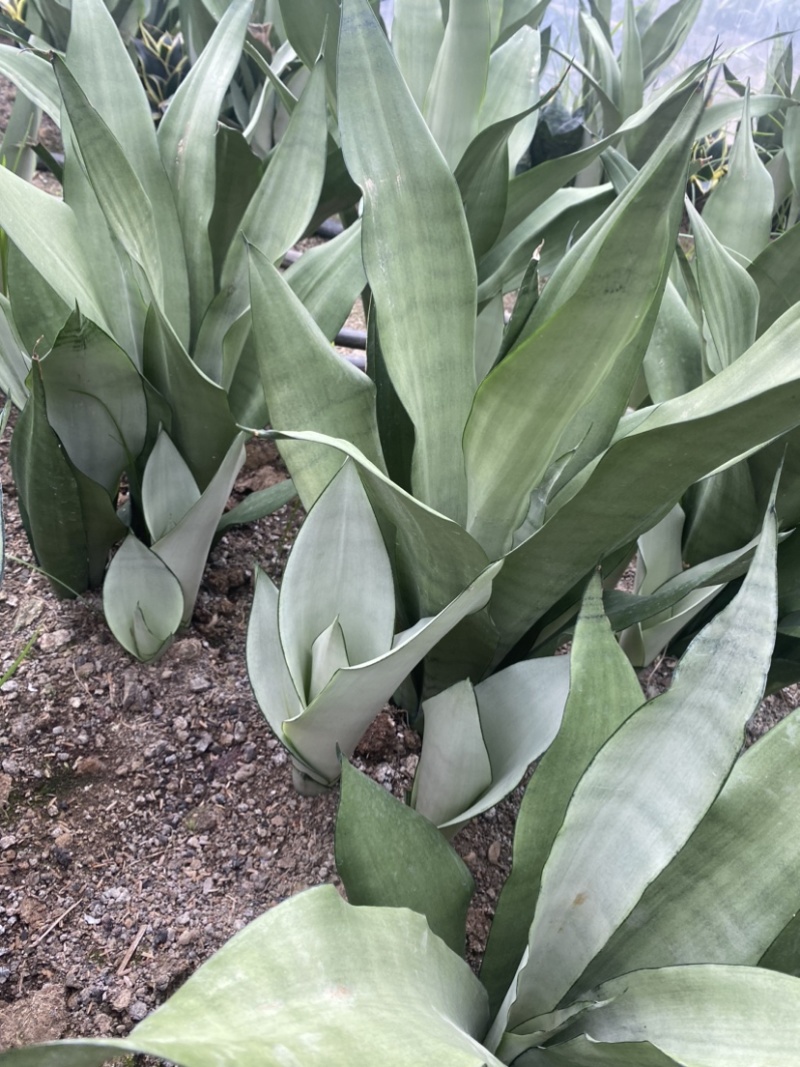 白玉虎皮兰