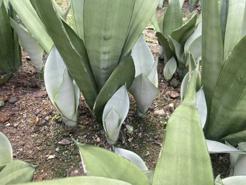 白玉虎皮兰