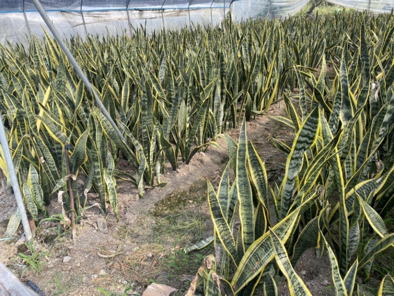 长脚金边虎皮兰