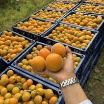 金太阳杏，产地大量卸货中