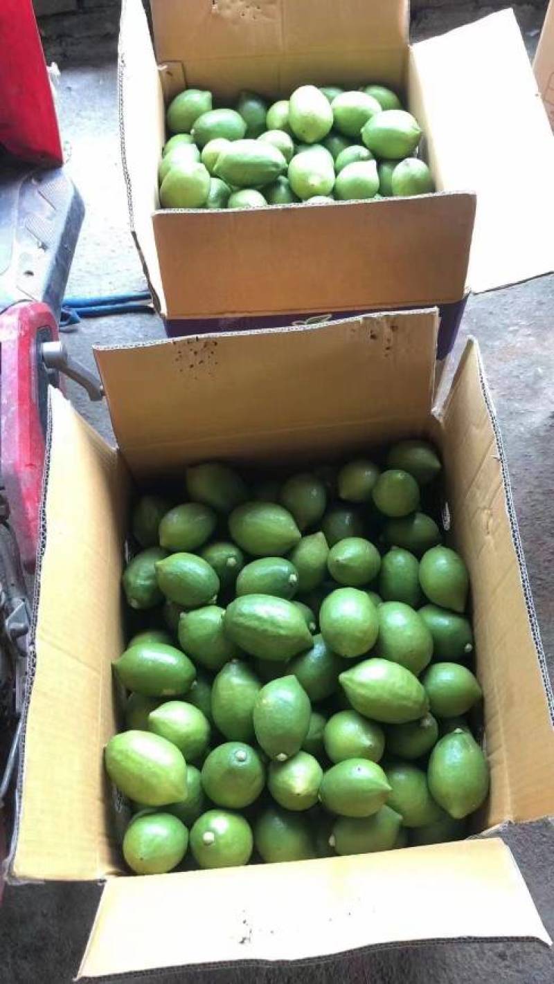 新鲜四季香水柠檬