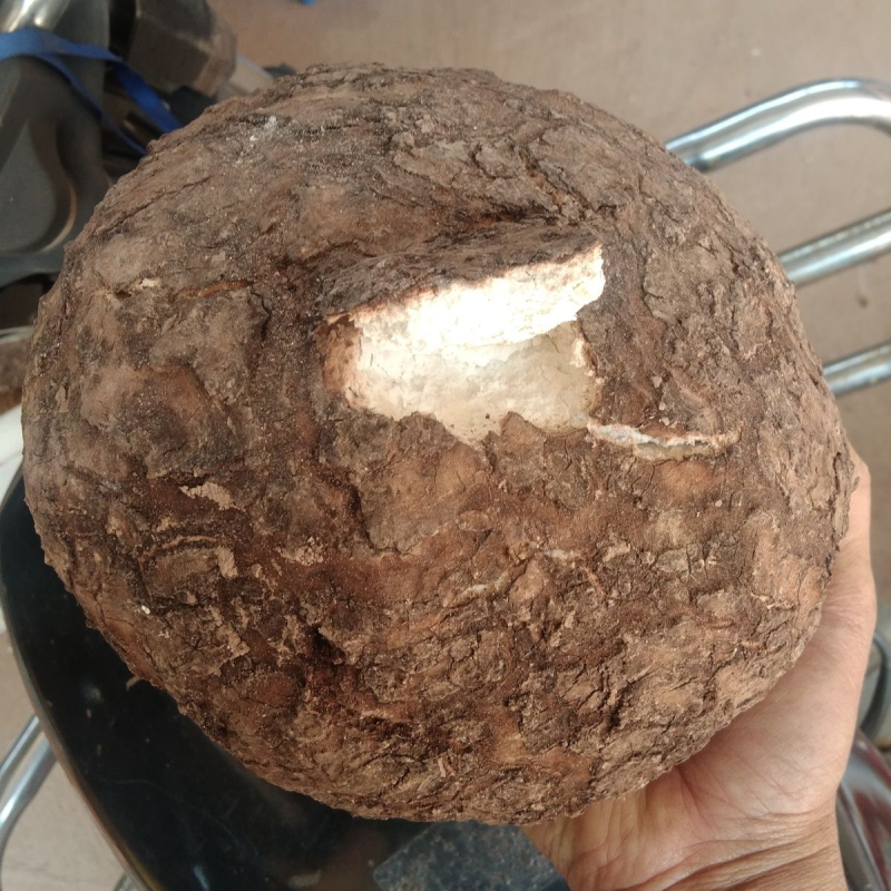 云南野生鲜茯苓