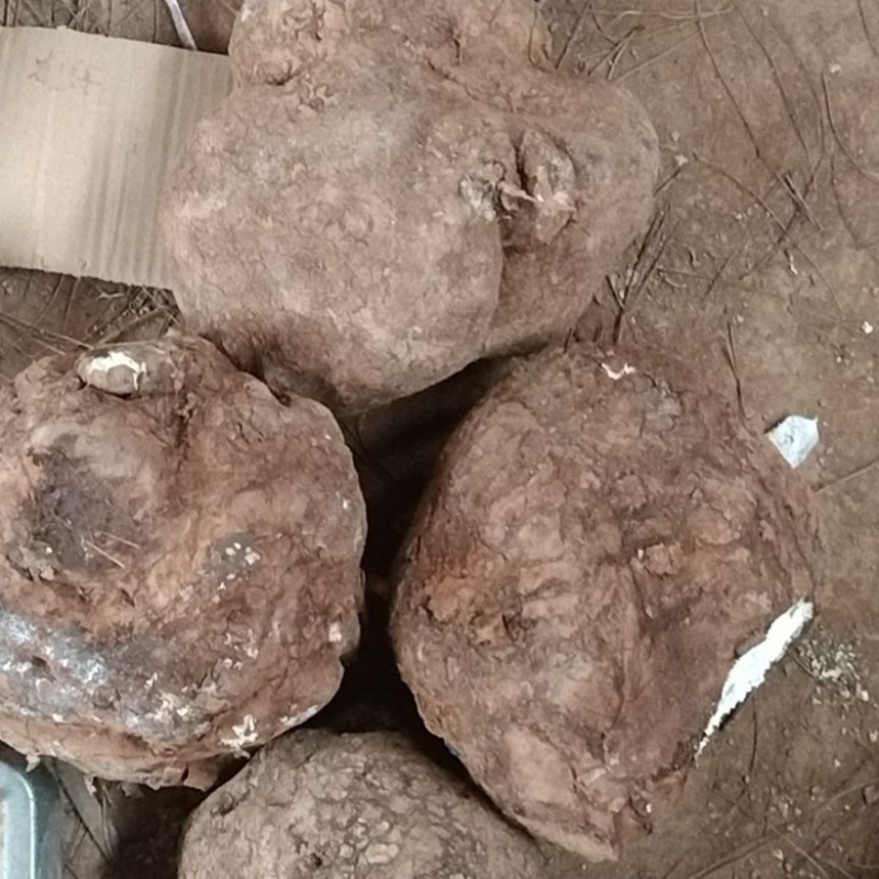 云南野生鲜茯苓