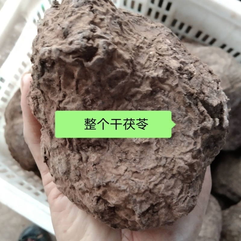 云南野生鲜茯苓