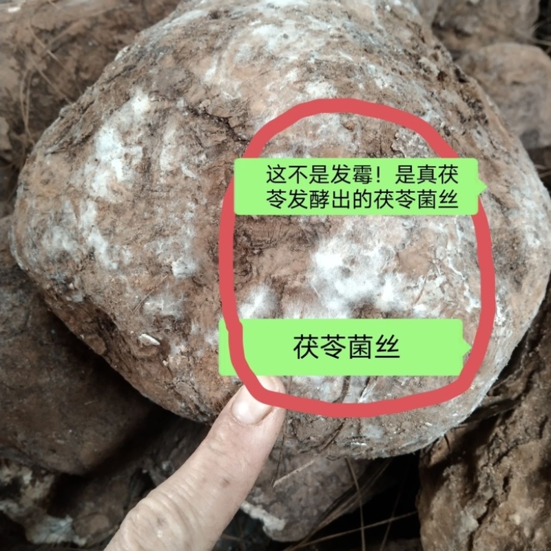 云南野生鲜茯苓