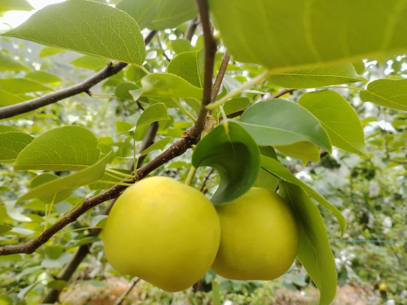 丁香梨，1259，新鲜上市，欢迎各大平台，电商，市场对接