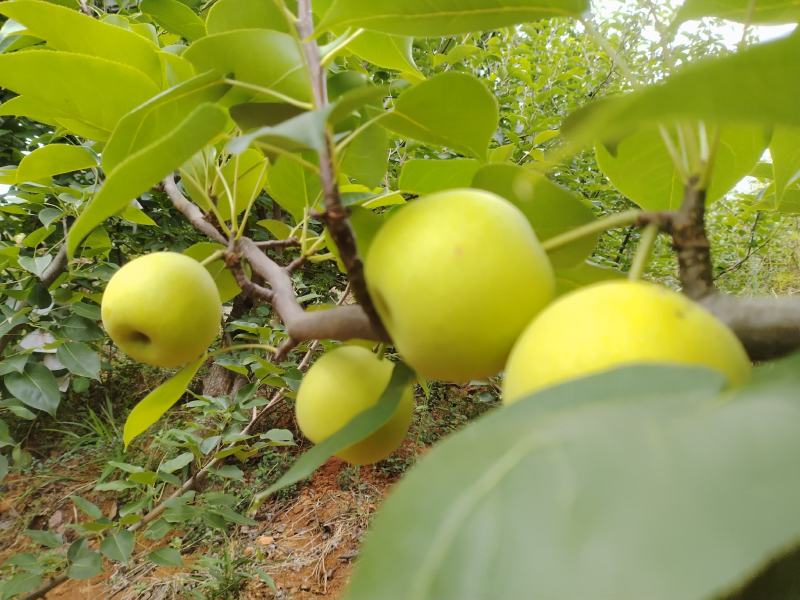 丁香梨，1259，新鲜上市，欢迎各大平台，电商，市场对接