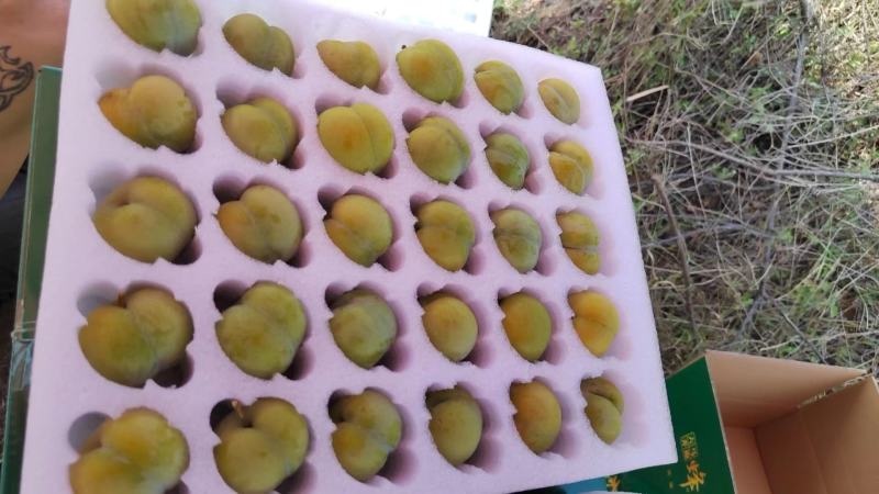 贵州六马蜂糖李大量有货质优价廉全国发货对接批发市场商超