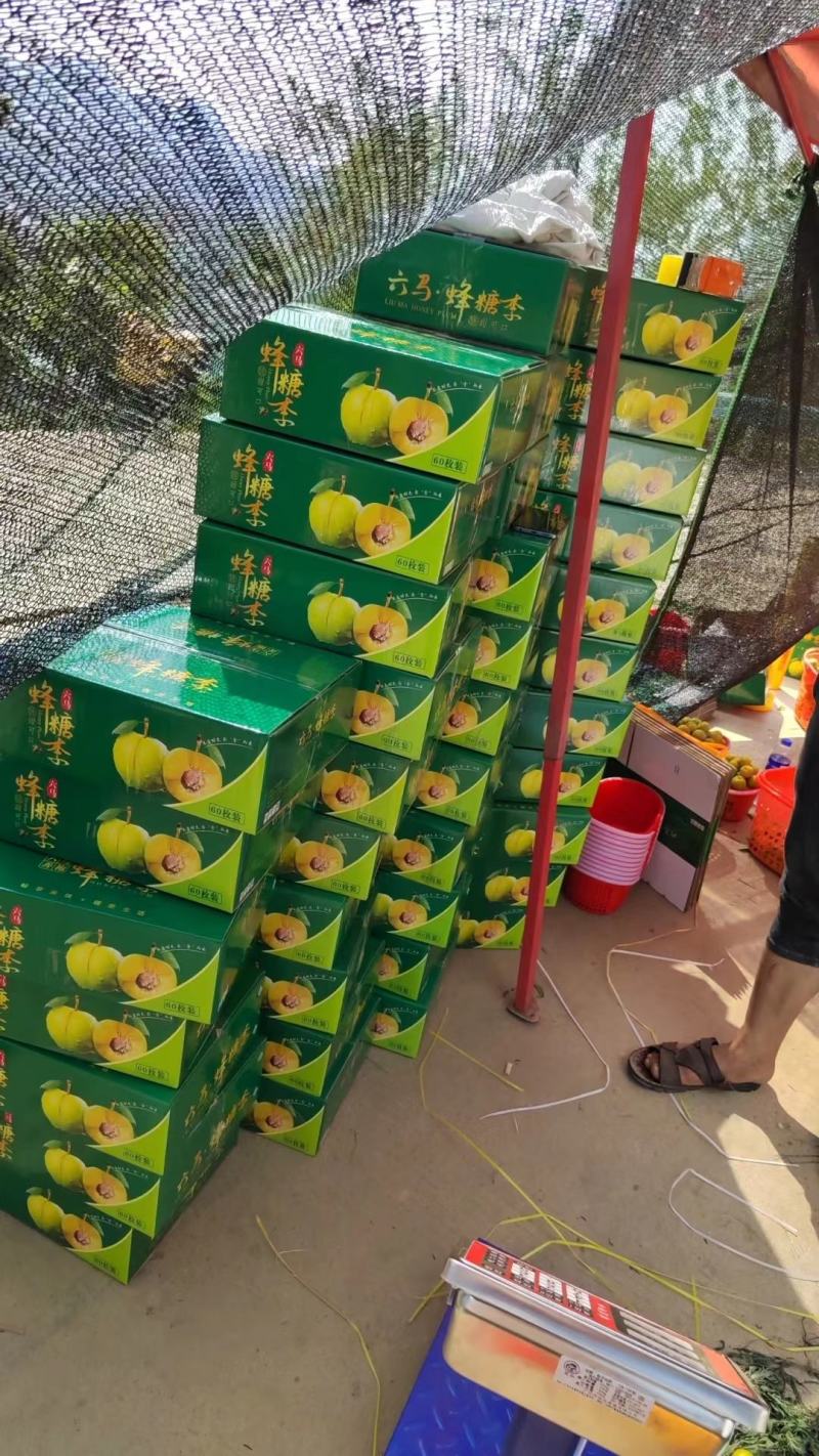 贵州六马蜂糖李大量有货质优价廉全国发货对接批发市场商超