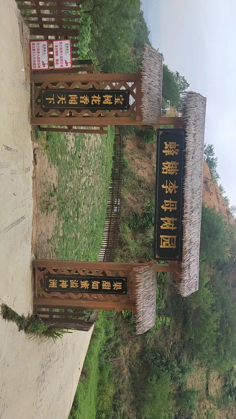 贵州六马蜂糖李大量有货质优价廉全国发货对接批发市场商超