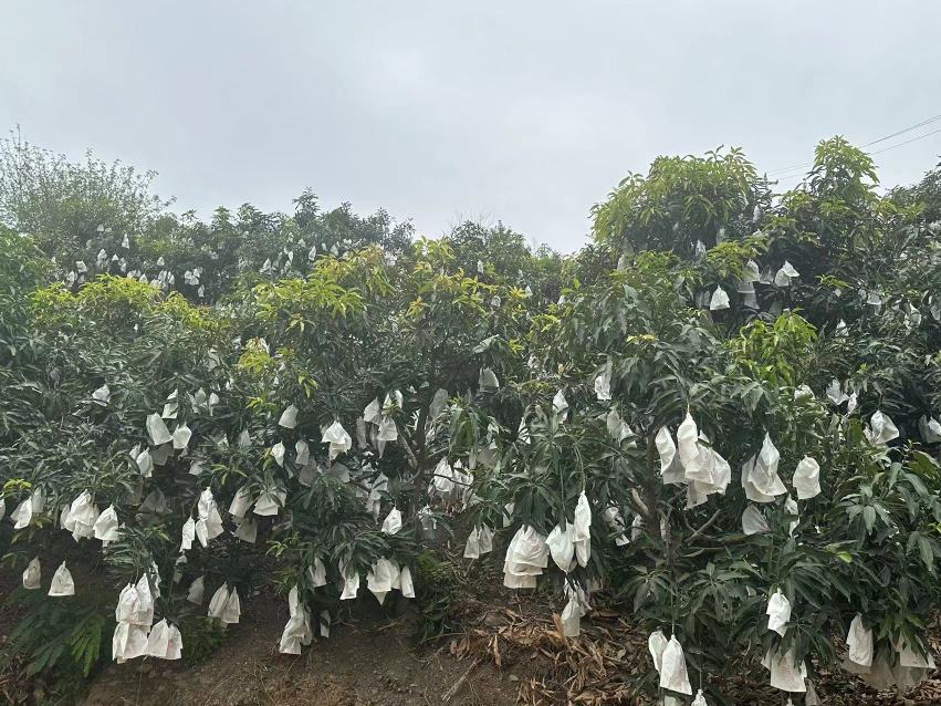 大青芒催熟示意图