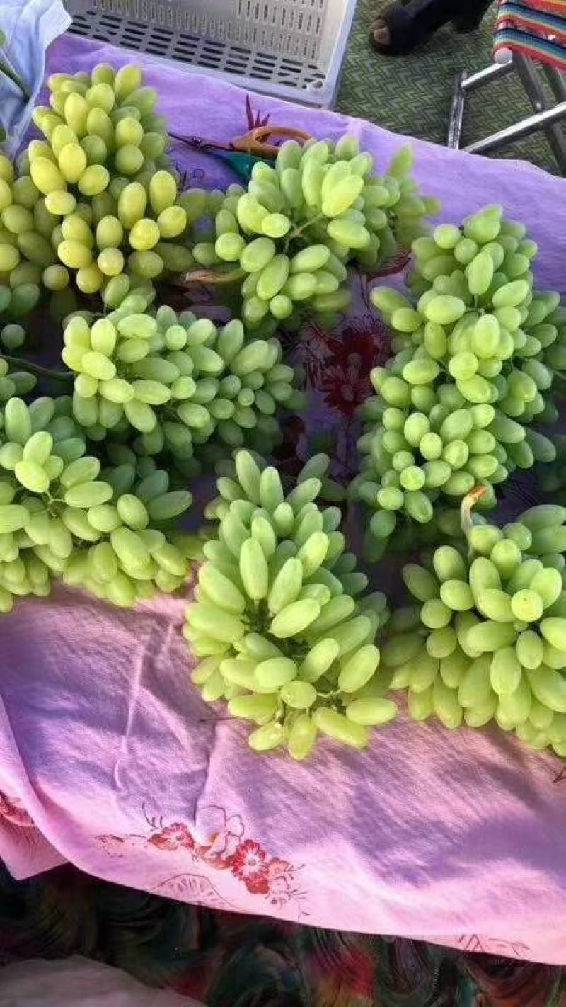攀枝花葡萄上市大量有货