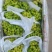 攀枝花葡萄上市大量有货