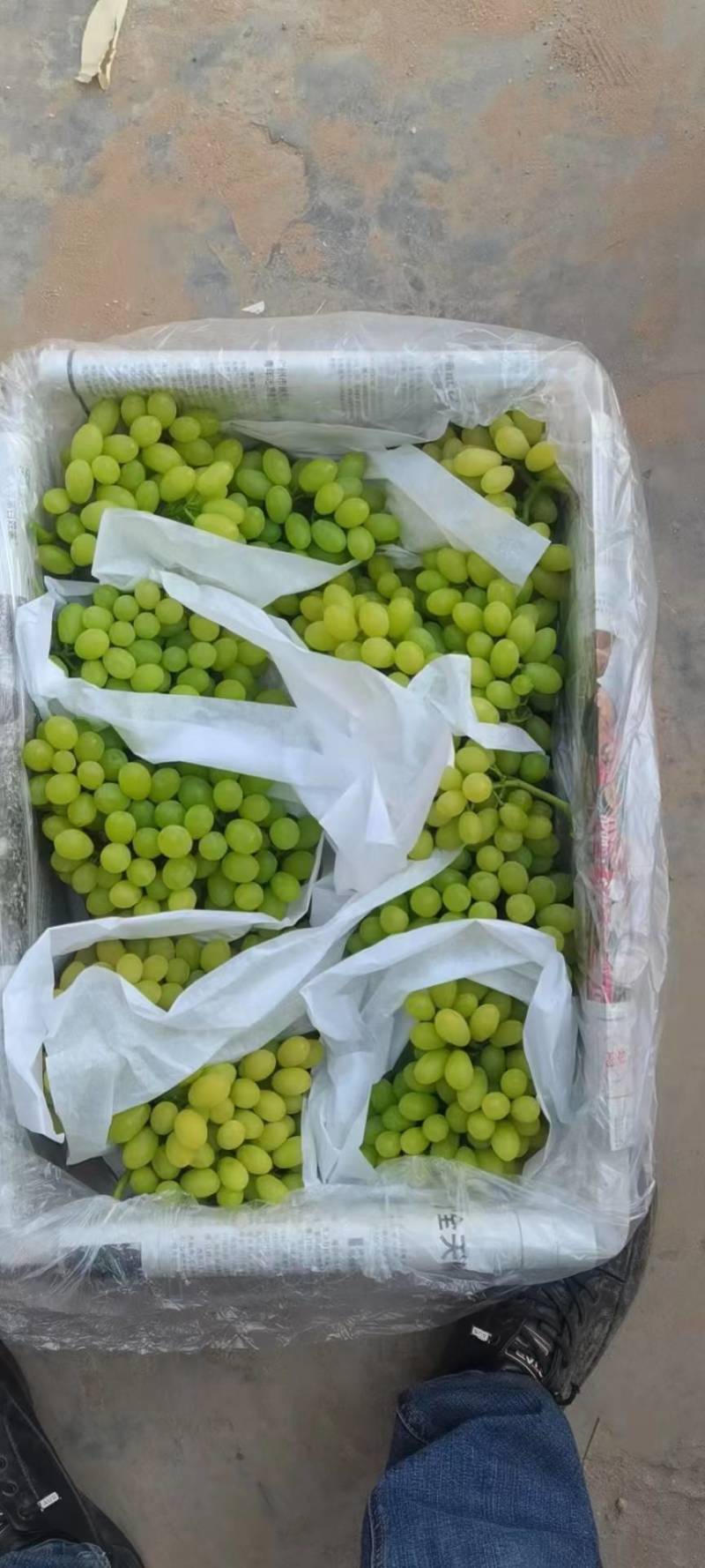攀枝花葡萄上市大量有货