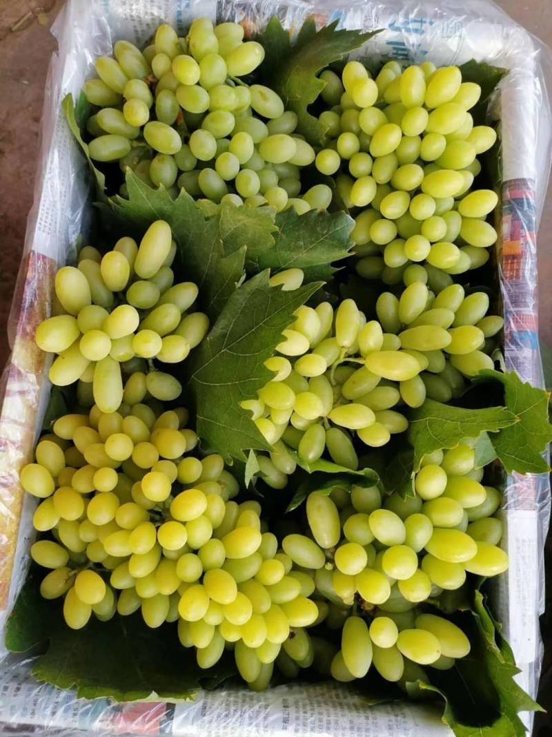 攀枝花葡萄上市大量有货