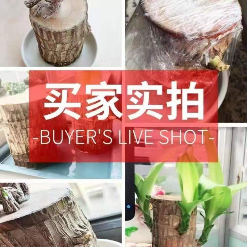 可开花巴西木养亲运盆栽室内四季长青驱蚊迷你绿植花卉盆栽