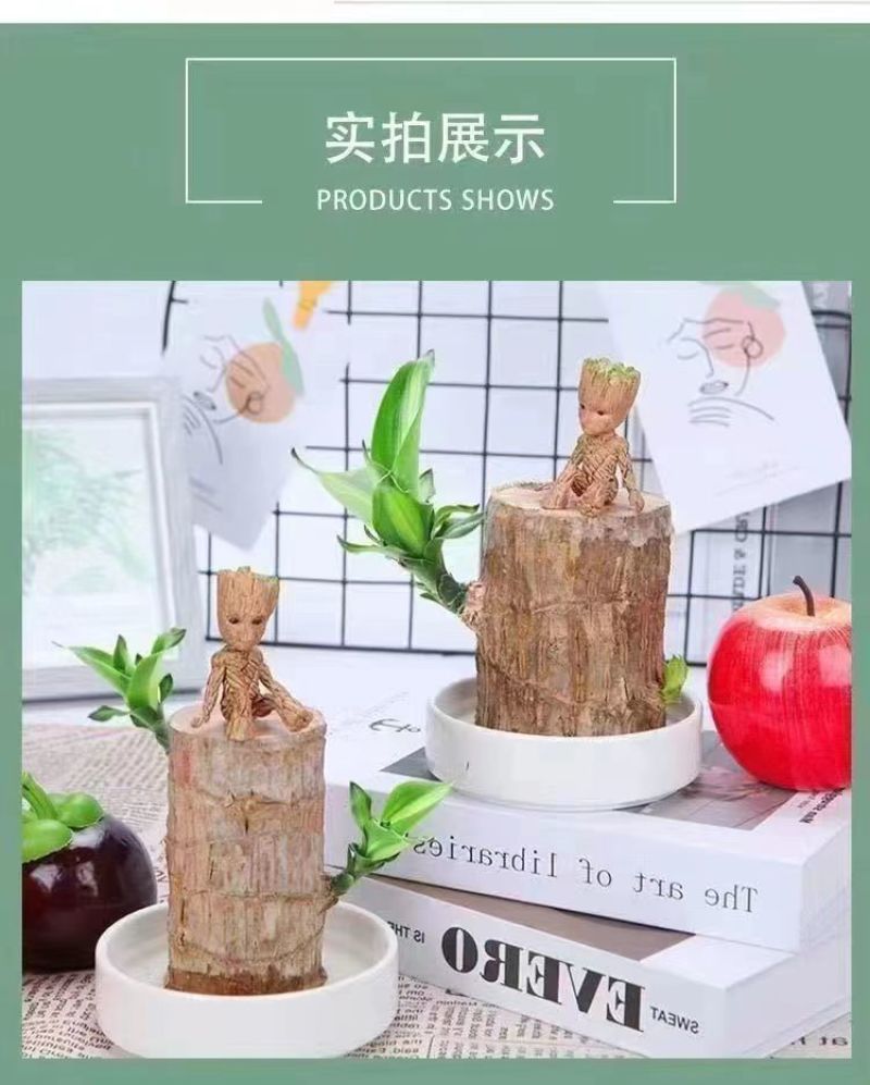 可开花巴西木养亲运盆栽室内四季长青驱蚊迷你绿植花卉盆栽