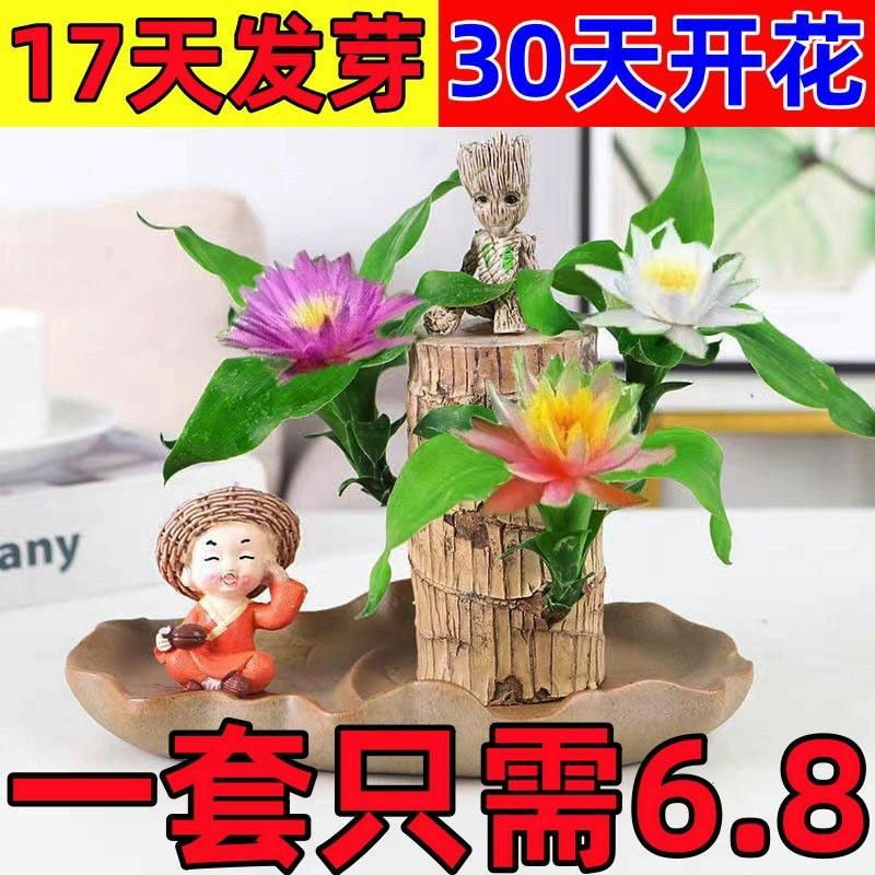 可开花巴西木养亲运盆栽室内四季长青驱蚊迷你绿植花卉盆栽