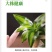 可开花巴西木养亲运盆栽室内四季长青驱蚊迷你绿植花卉盆栽