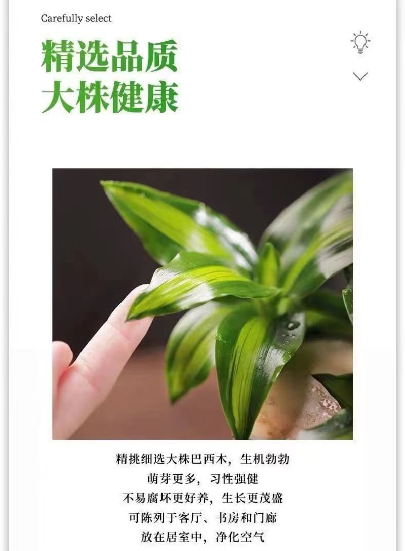 可开花巴西木养亲运盆栽室内四季长青驱蚊迷你绿植花卉盆栽