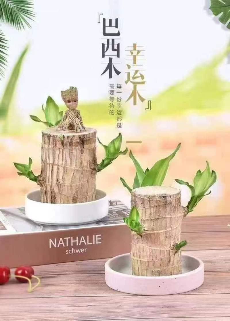 可开花巴西木养亲运盆栽室内四季长青驱蚊迷你绿植花卉盆栽