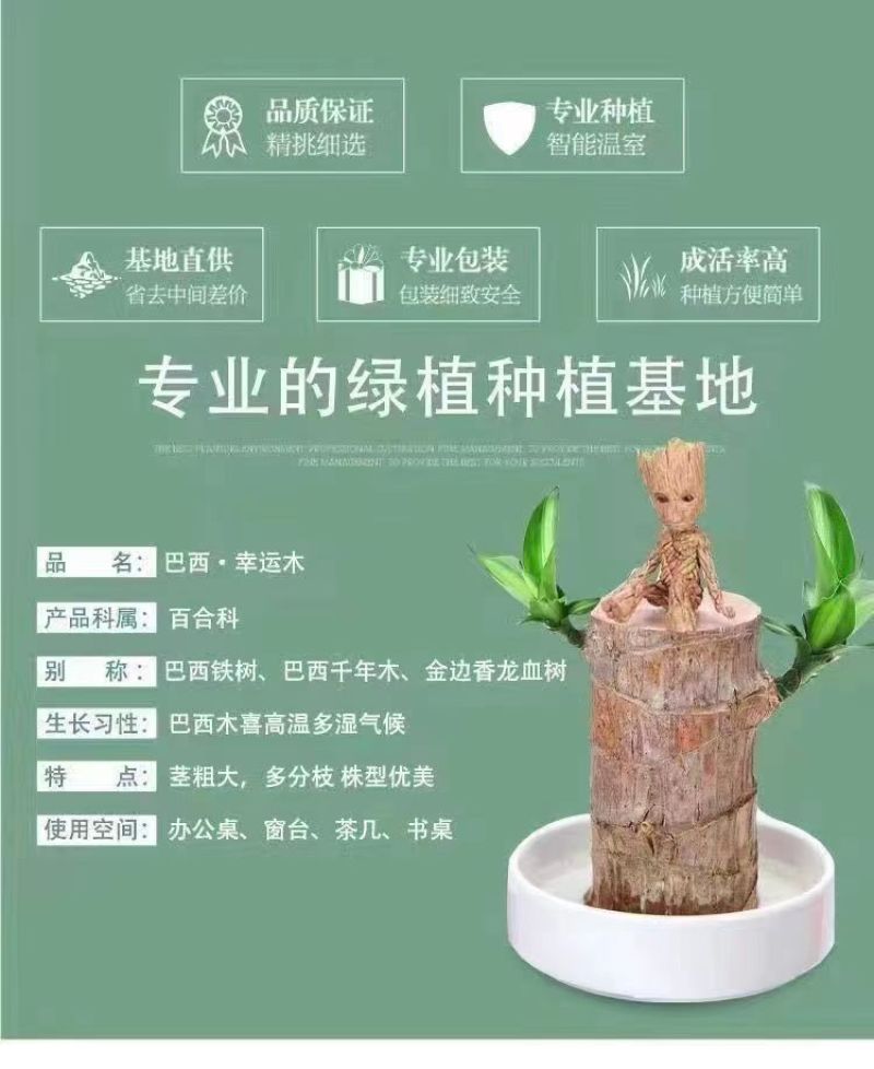 可开花巴西木养亲运盆栽室内四季长青驱蚊迷你绿植花卉盆栽