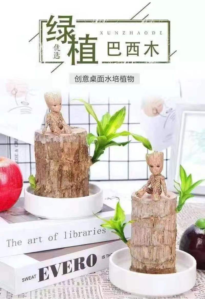 可开花巴西木养亲运盆栽室内四季长青驱蚊迷你绿植花卉盆栽