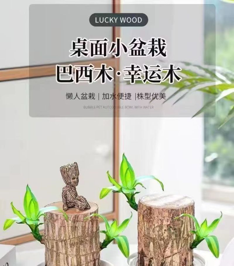 可开花巴西木养亲运盆栽室内四季长青驱蚊迷你绿植花卉盆栽
