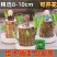 可开花巴西木养亲运盆栽室内四季长青驱蚊迷你绿植花卉盆栽