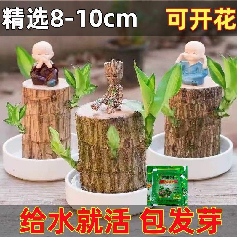 可开花巴西木养亲运盆栽室内四季长青驱蚊迷你绿植花卉盆栽