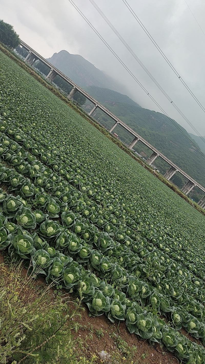 精品甘蓝大量上市品种齐全产地直发保质保量全国发货