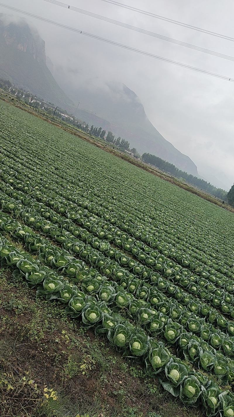 精品甘蓝大量上市品种齐全产地直发保质保量全国发货