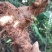 野生白肉土茯苓