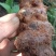 野生白肉土茯苓
