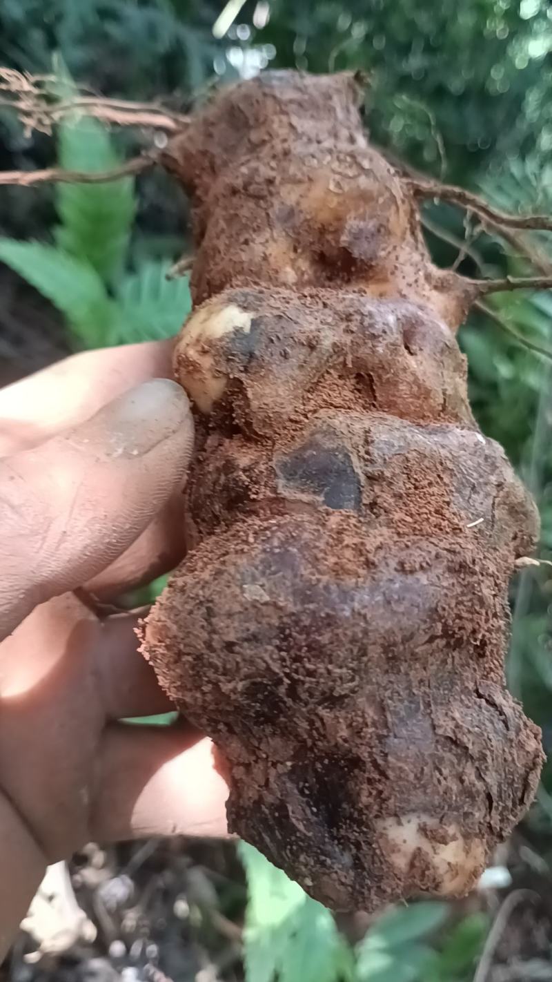 野生白肉土茯苓