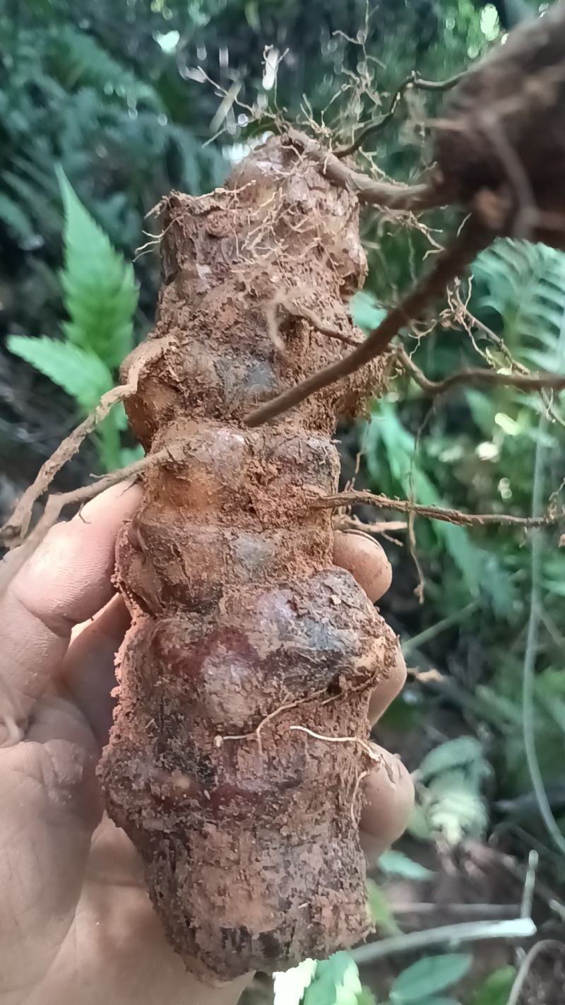 野生白肉土茯苓