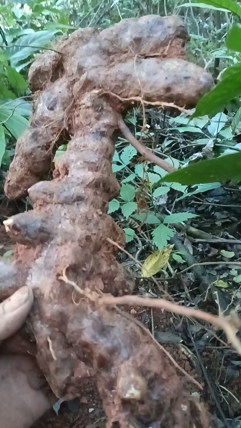 野生白肉土茯苓