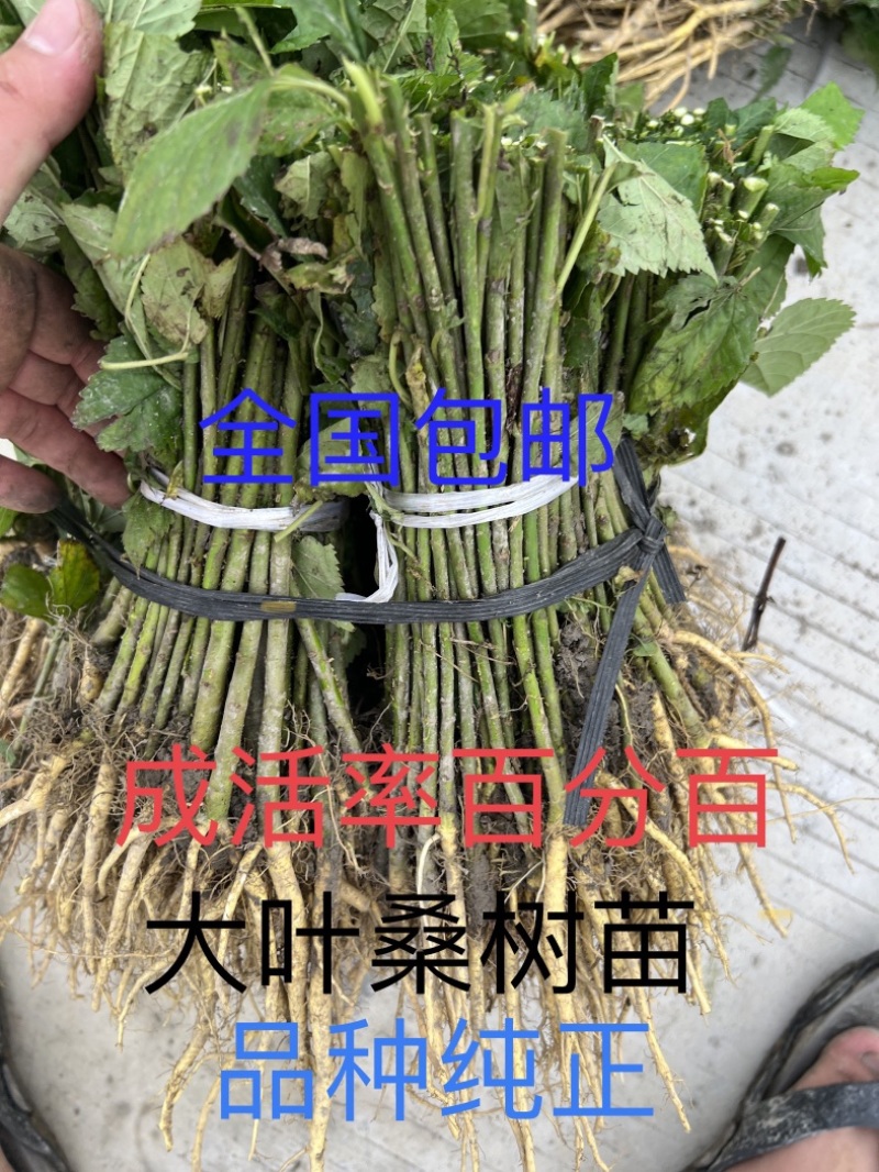 养蚕桑树苗广西杂交桑大叶桑所有品种都有货
